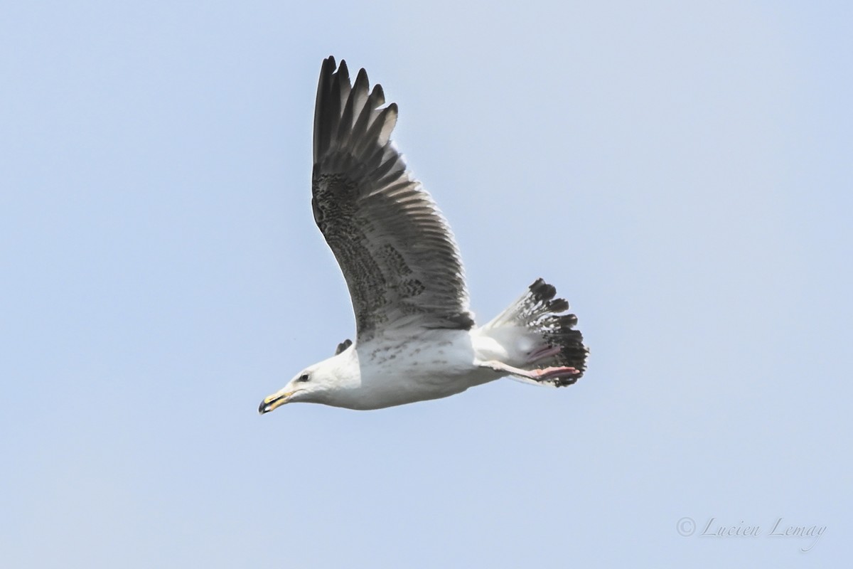 Great Black-backed Gull - ML637593177