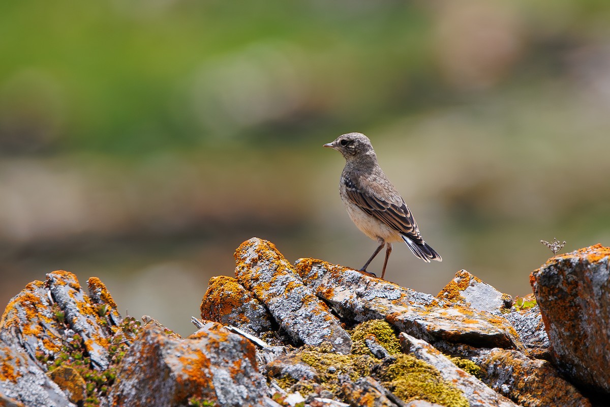 Northern Wheatear - ML637593185