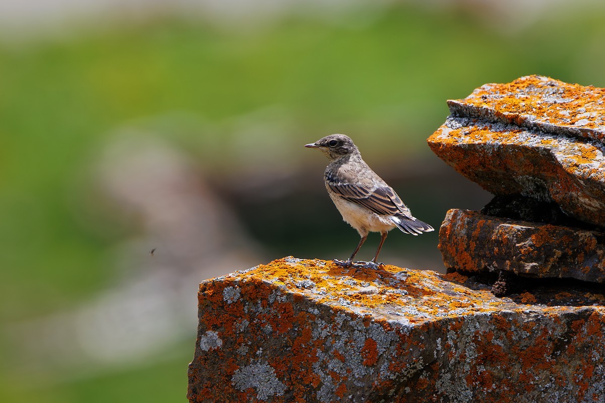 Northern Wheatear - ML637593186