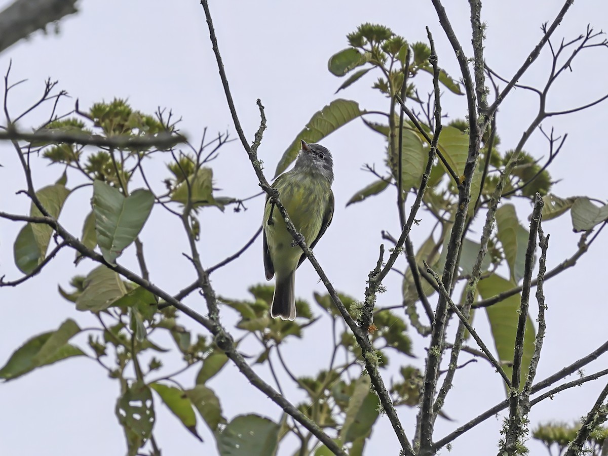 White-fronted Tyrannulet - ML637593192