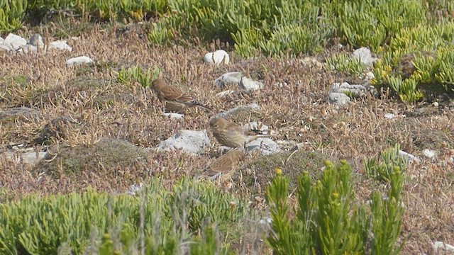 Eurasian Linnet - ML637593213