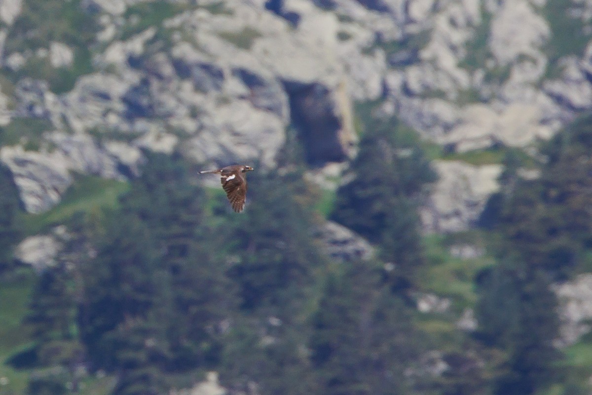 Eurasian Goshawk - ML637593252