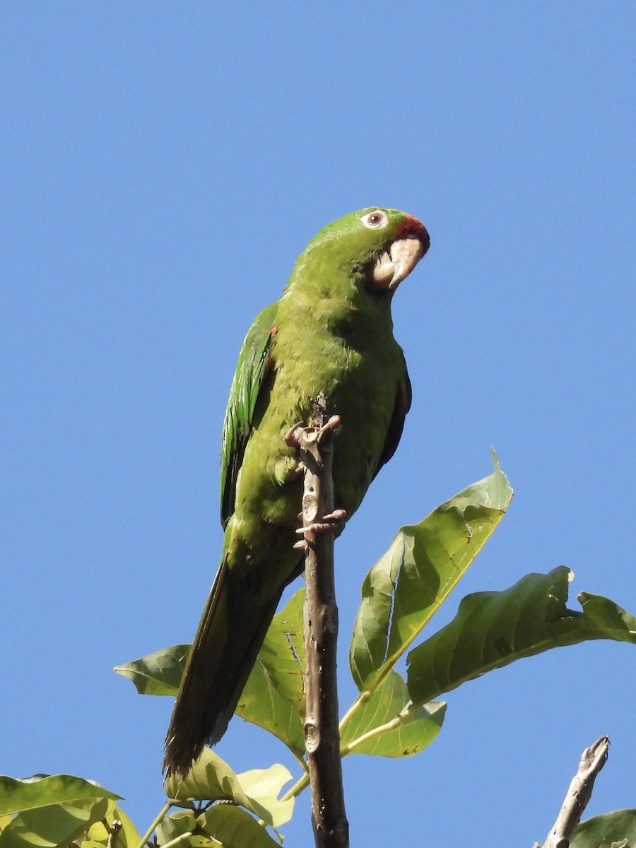 Crimson-fronted Parakeet - ML637593259