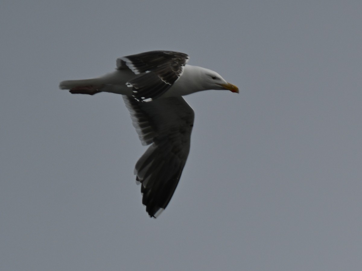 Great Black-backed Gull - ML637593295