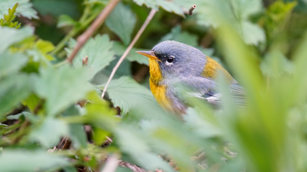 Northern Parula - ML637593311