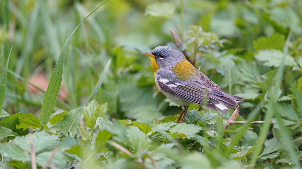 Northern Parula - ML637593312