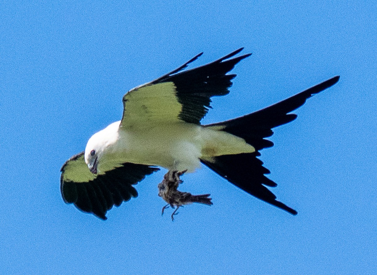 Swallow-tailed Kite - ML637593320