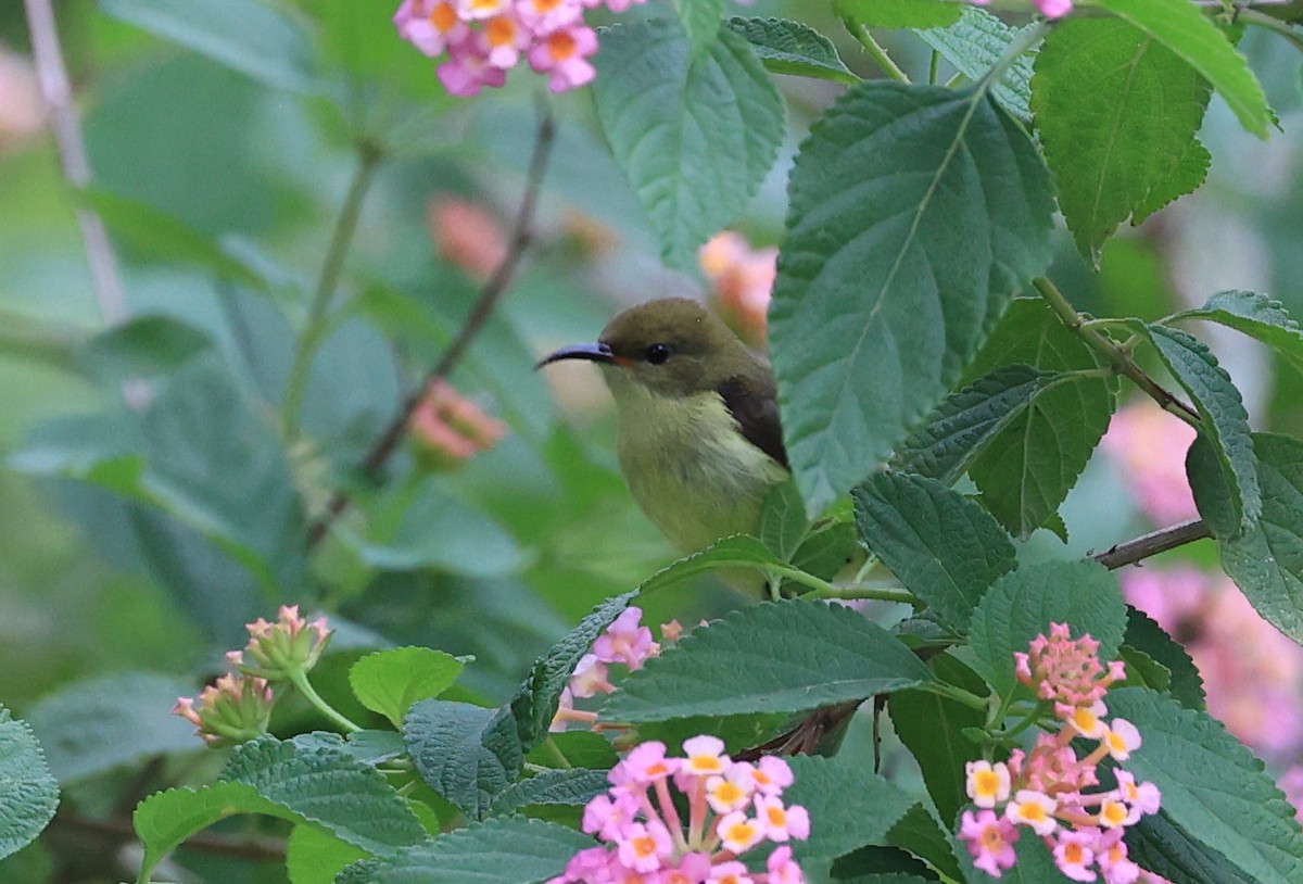 Däumlingsnektarvogel - ML637593323