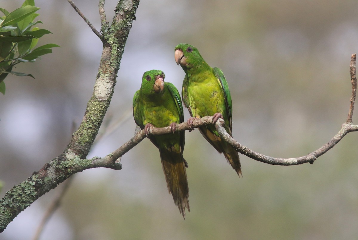 Green Parakeet (Green) - ML637593343