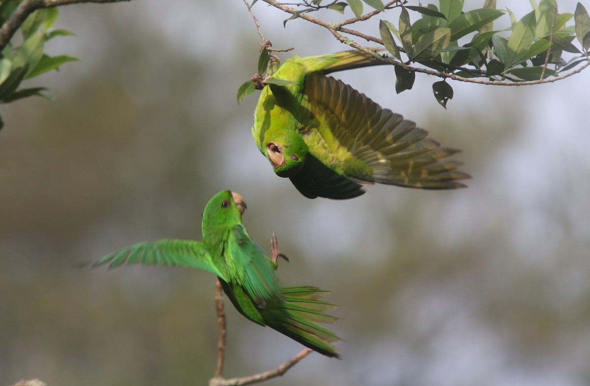 Green Parakeet (Green) - ML637593364