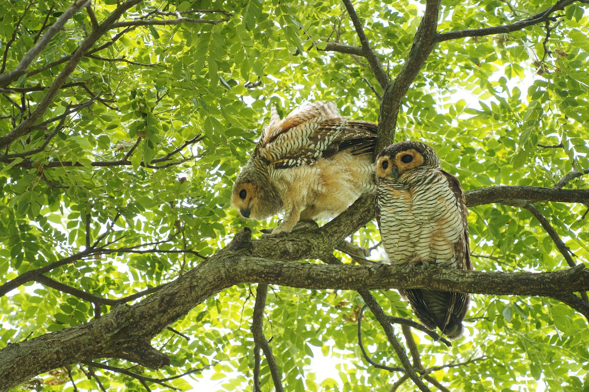 Spotted Wood-Owl - ML637593367