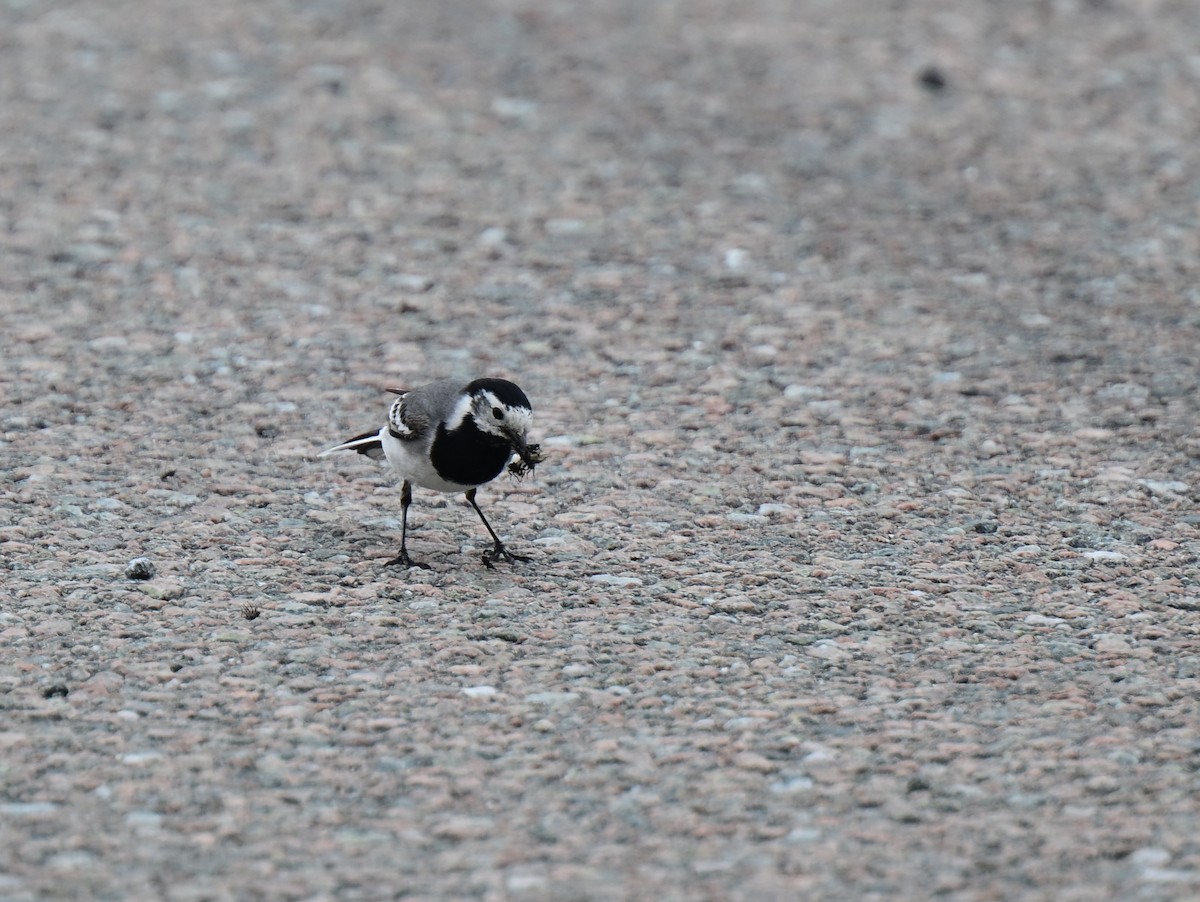 White Wagtail - ML637593415