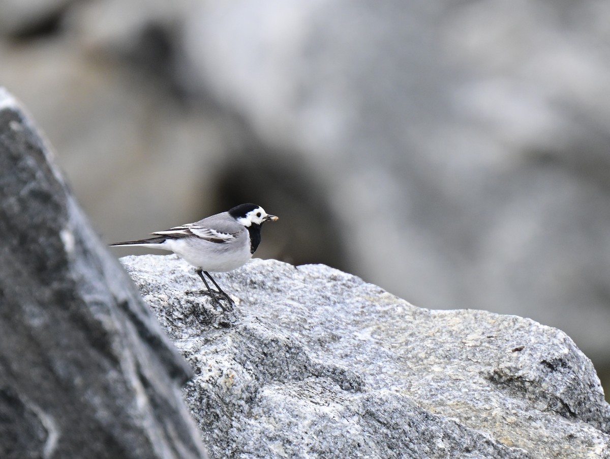 White Wagtail - ML637593416