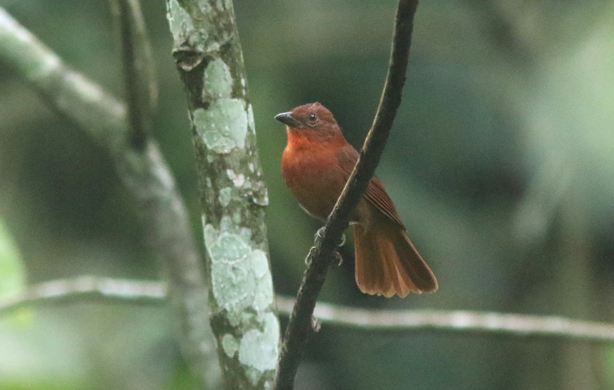 Red-crowned Ant-Tanager - ML637593421
