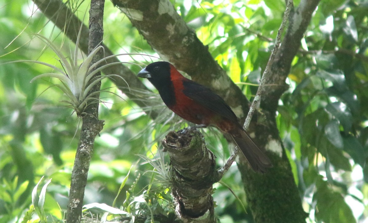 Crimson-collared Grosbeak - ML637593448