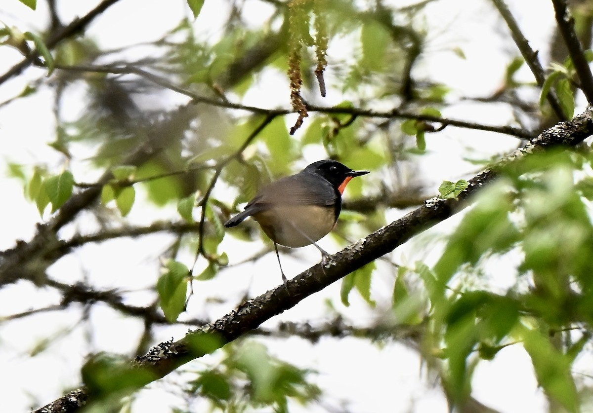 Firethroat - ML637593507
