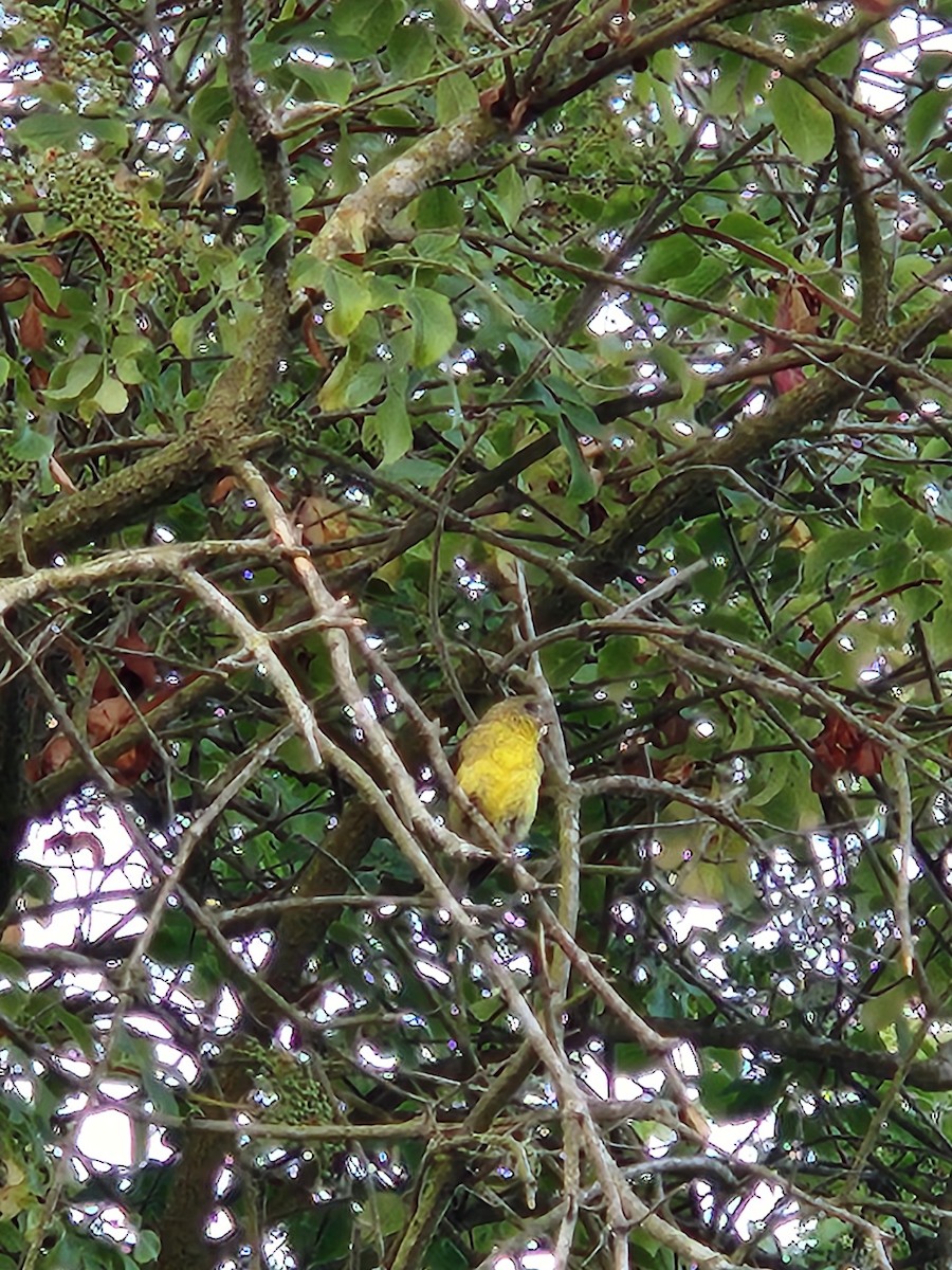 Lesser Goldfinch - ML637593529