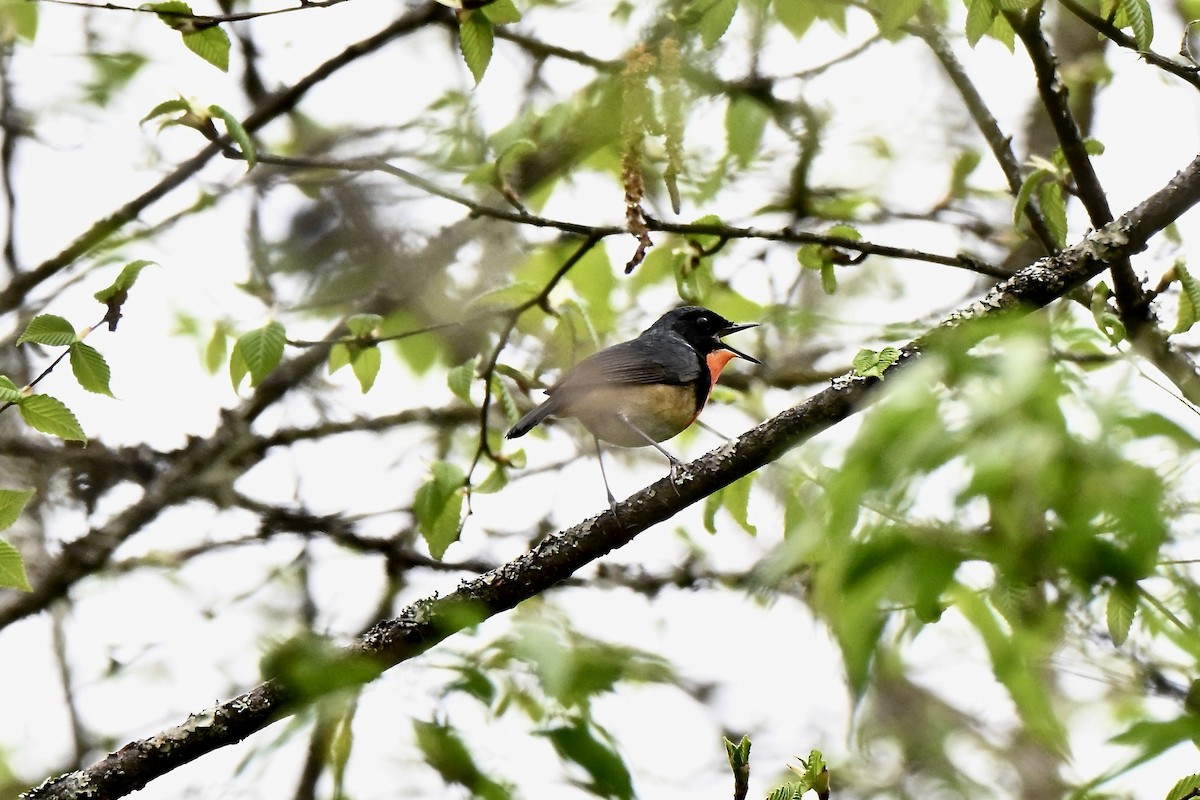 Firethroat - ML637593547