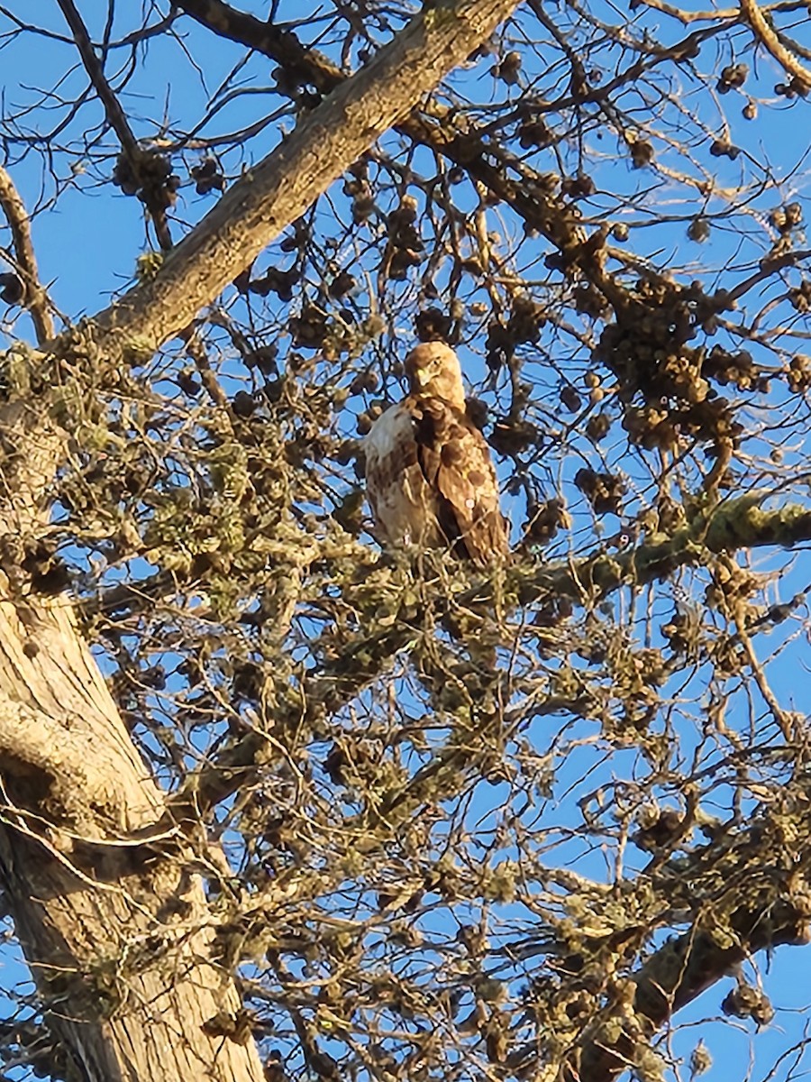 Red-tailed Hawk - ML637593553