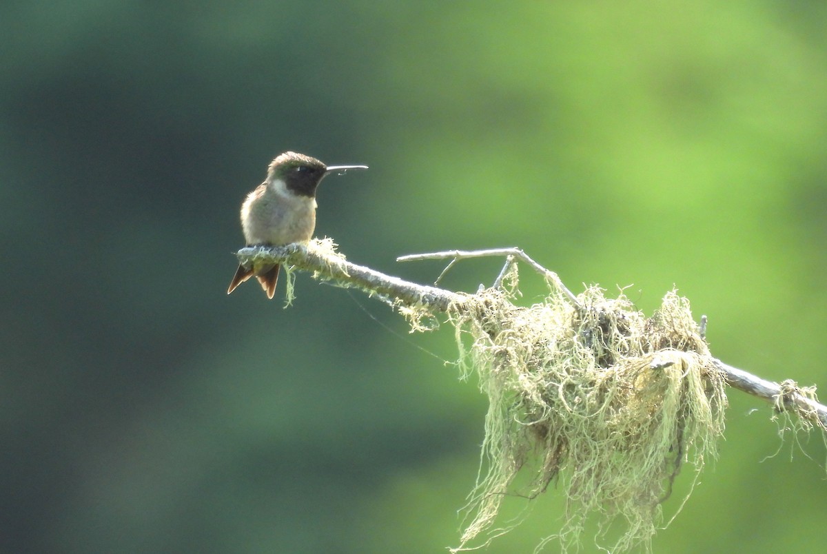 Ruby-throated Hummingbird - ML637593568