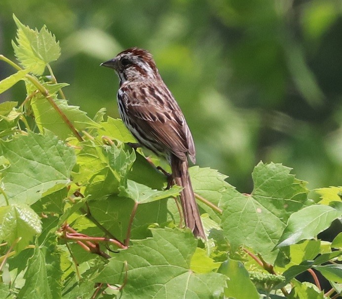 Song Sparrow - ML637593576