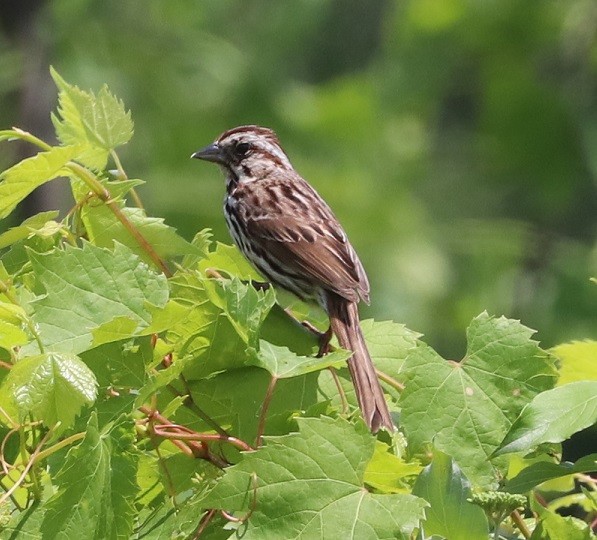 Song Sparrow - ML637593577