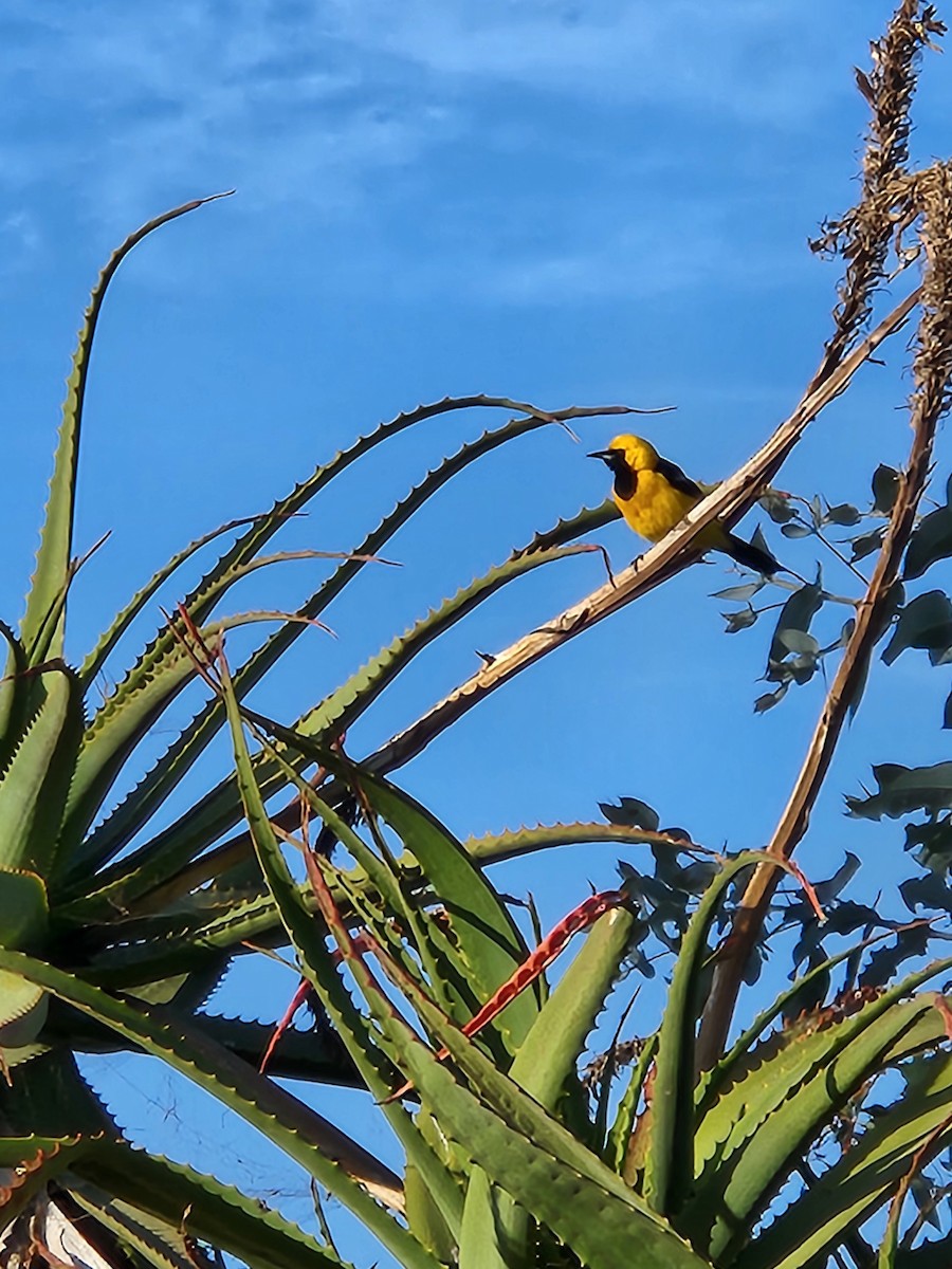 Hooded Oriole - ML637593580