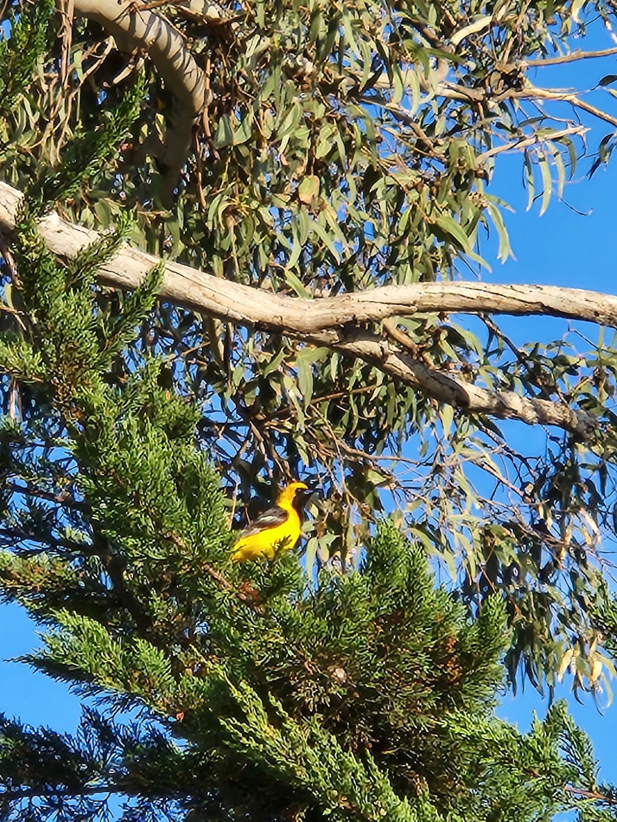Hooded Oriole - ML637593581