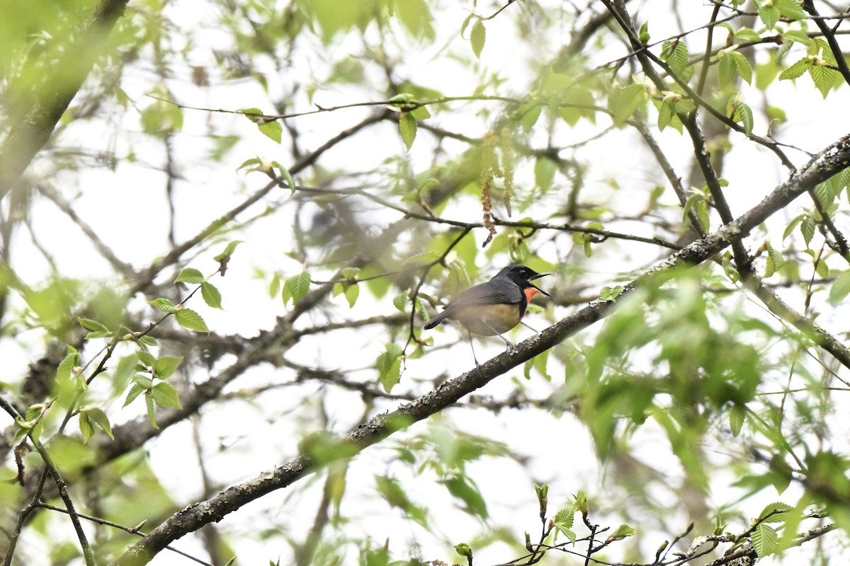 Firethroat - ML637593595