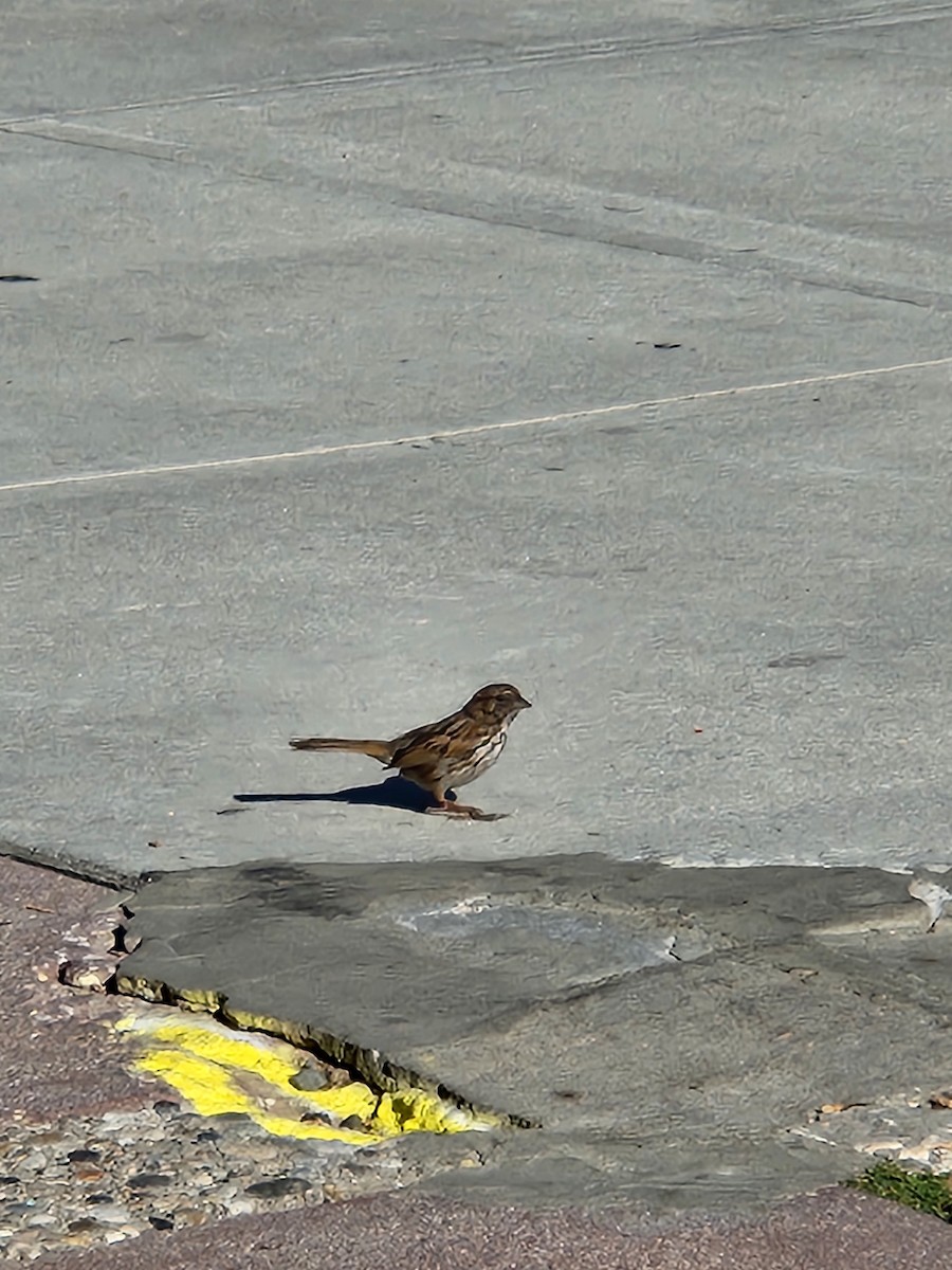 Song Sparrow - ML637593596