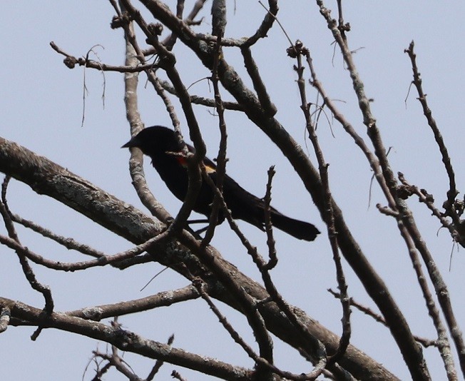 Red-winged Blackbird - ML637593597