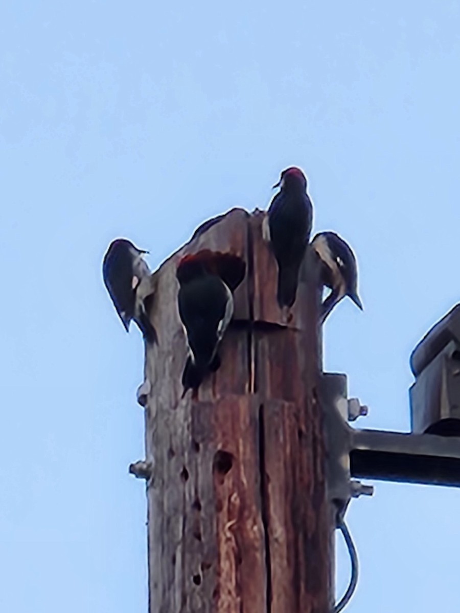 Acorn Woodpecker - ML637593605
