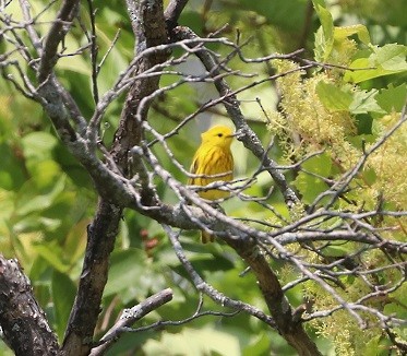Yellow Warbler - ML637593614