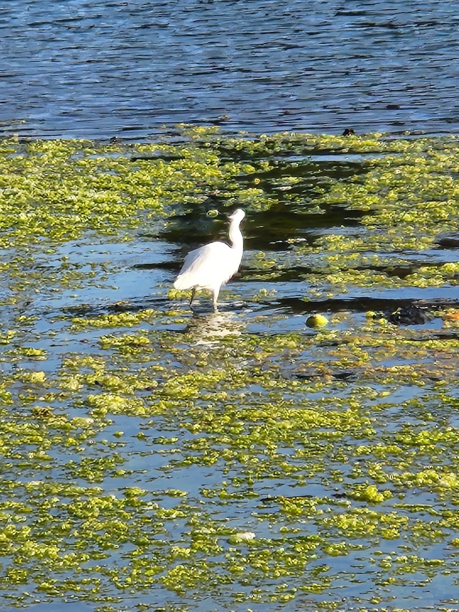 Snowy Egret - ML637593621