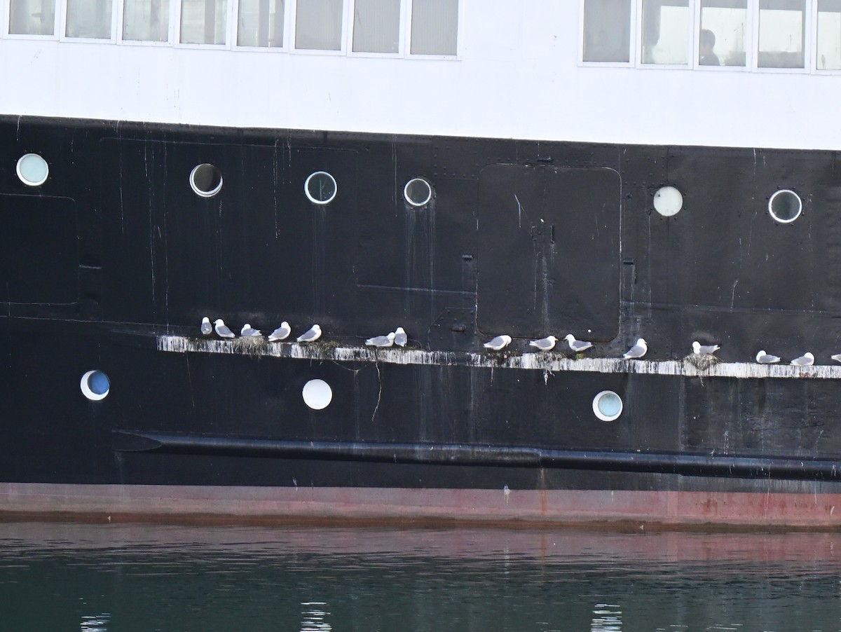 Black-legged Kittiwake - ML637593623