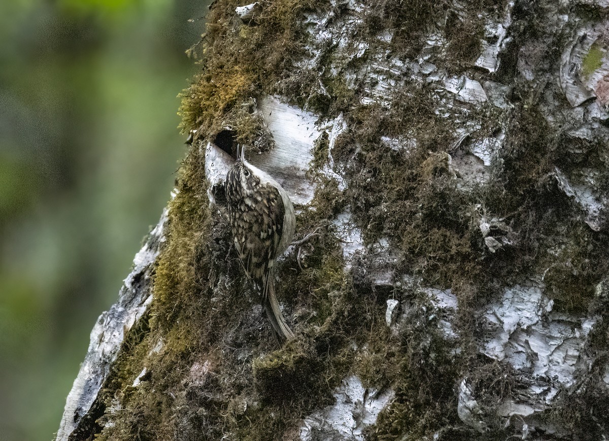Sichuan Treecreeper - ML637593634