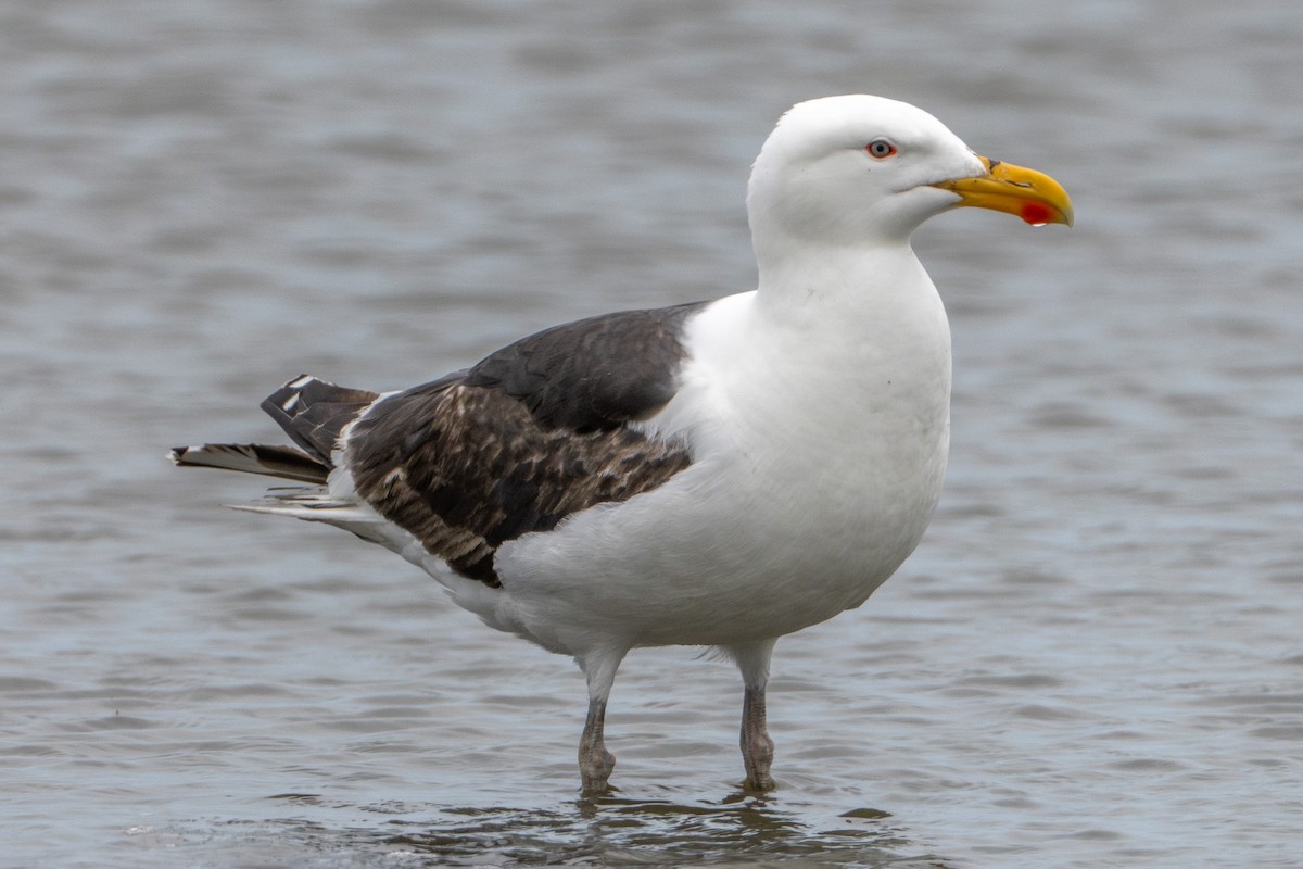 Great Black-backed Gull - ML637593694