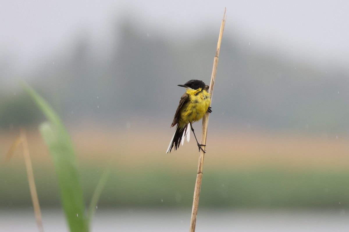 Western Yellow Wagtail (feldegg) - ML637593707