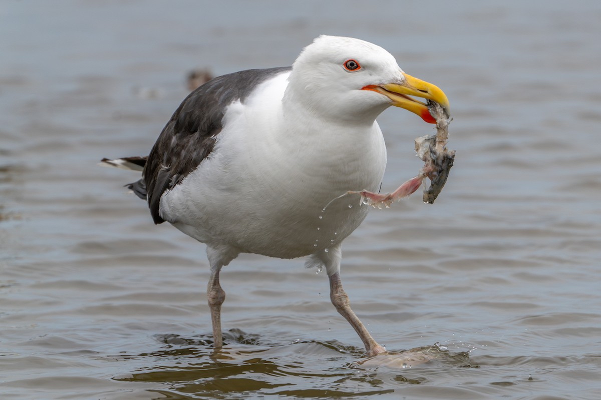 Great Black-backed Gull - ML637593722