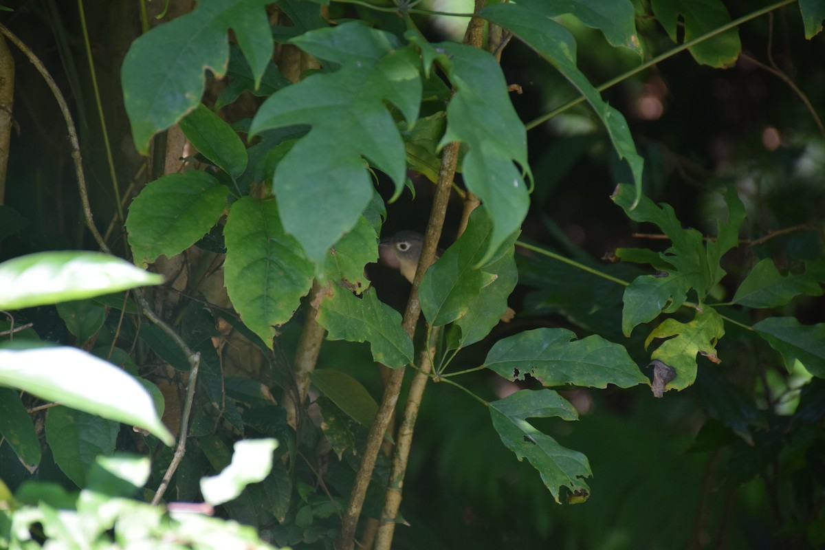 Morrison's Fulvetta - ML637593748