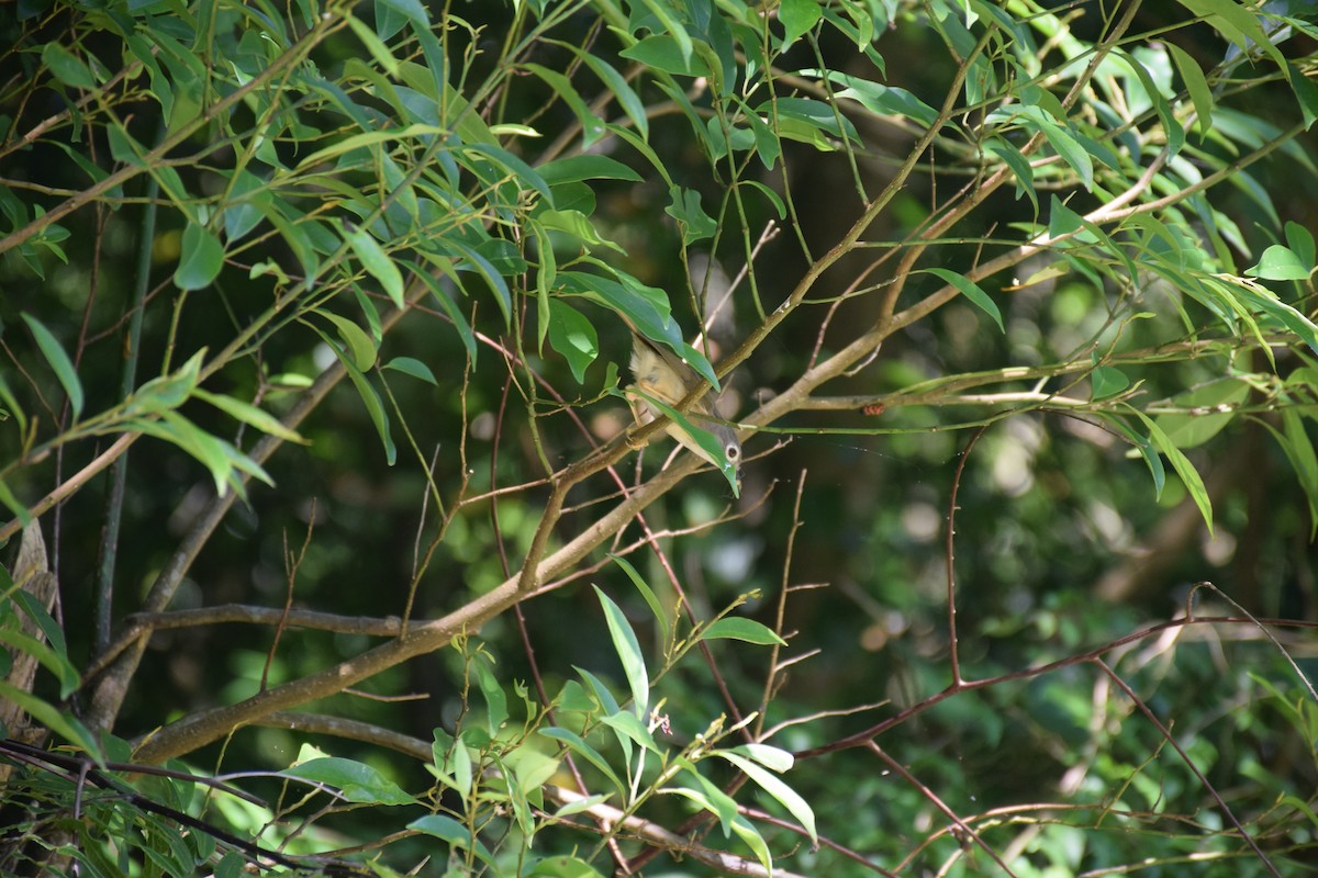 Morrison's Fulvetta - ML637593749