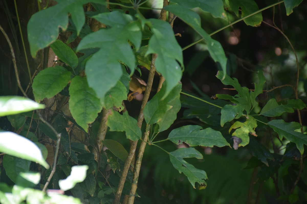 Morrison's Fulvetta - ML637593750