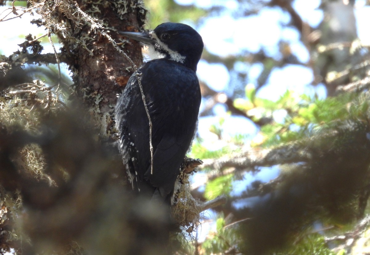 Black-backed Woodpecker - ML637593838