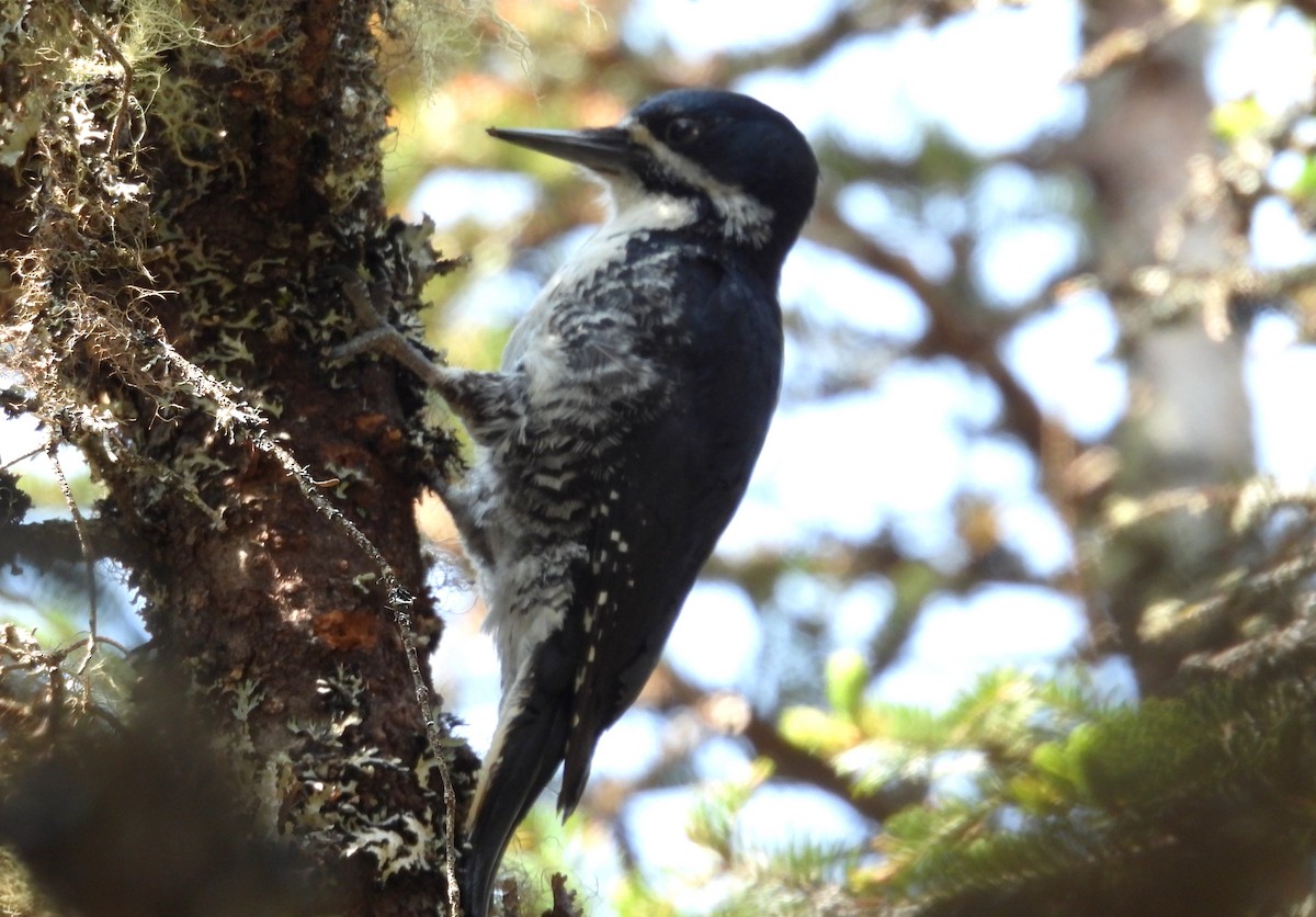 Black-backed Woodpecker - ML637593839