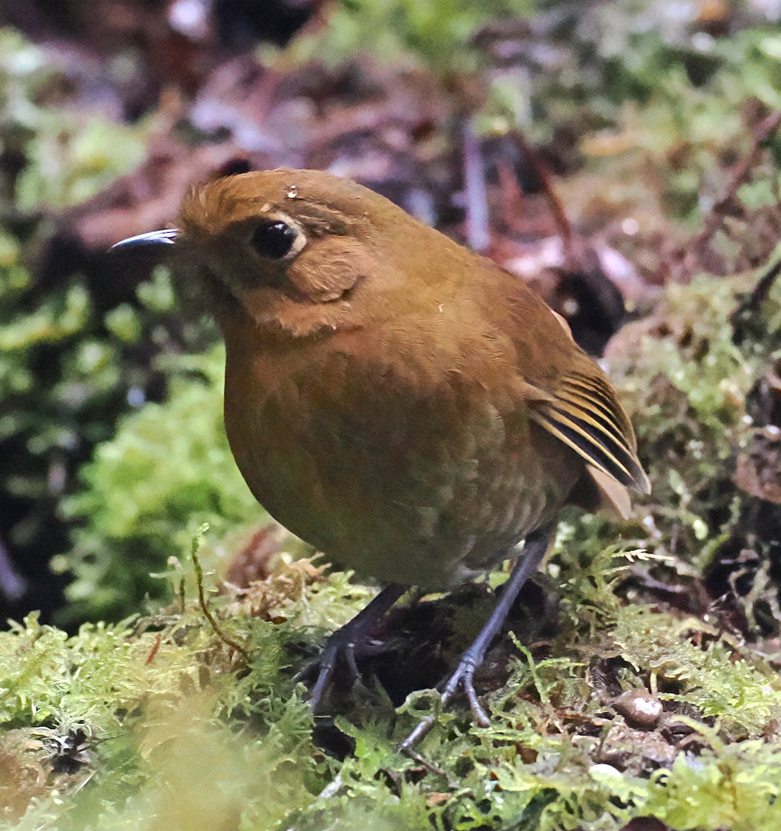 Muisca Antpitta - ML637593862
