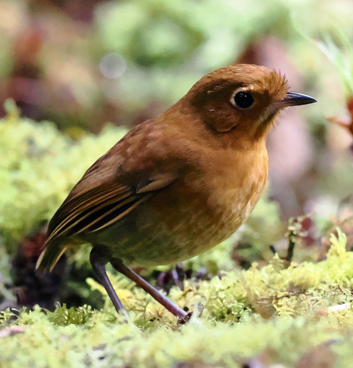 Muisca Antpitta - ML637593863
