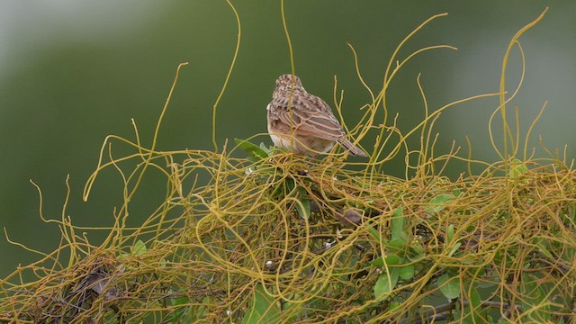Alouette à ailes rousses - ML637593888
