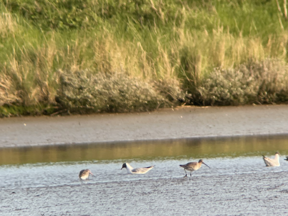 Bar-tailed Godwit - ML637593889