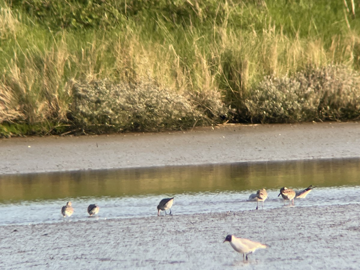 Bar-tailed Godwit - ML637593890