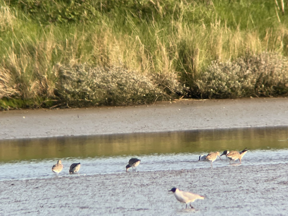 Bar-tailed Godwit - ML637593891
